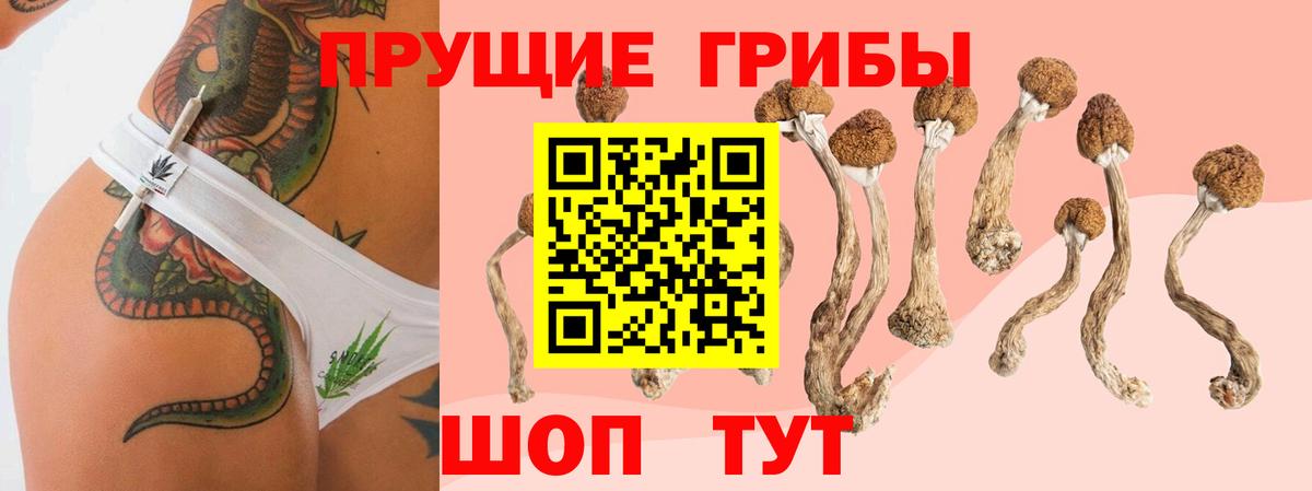 Псилоцибиновые грибы Psilocybine cubensis Кинель